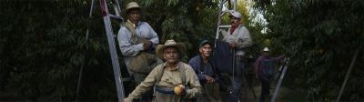 Trabajadores en un huerto de duraznos